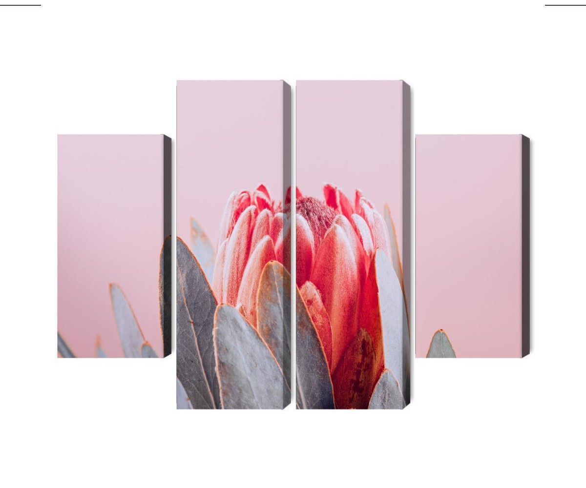 Mehrteiliges Bild Blüte Der Königlichen Protea Aus Nächster Nähe