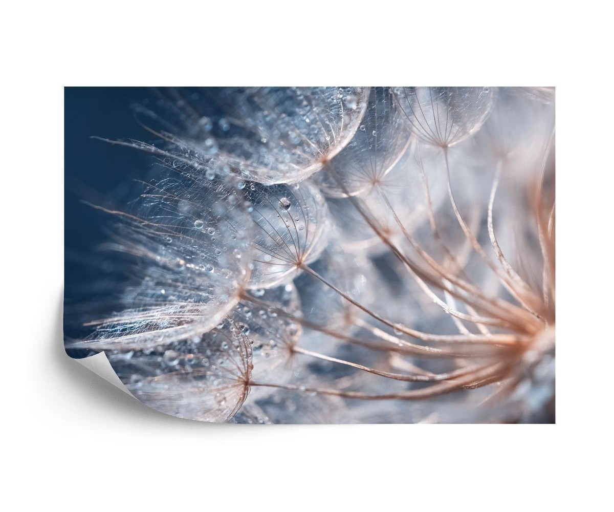 Fototapete Beautiful Dandelion Close-Up With Dew Or Water Drops. Gentle Abstract Natural Background. Selective Focus.